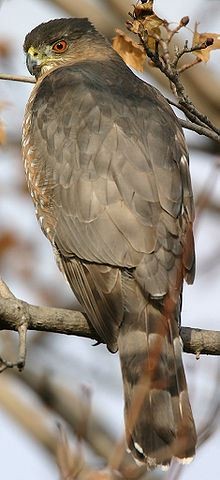 Coopers Hawk